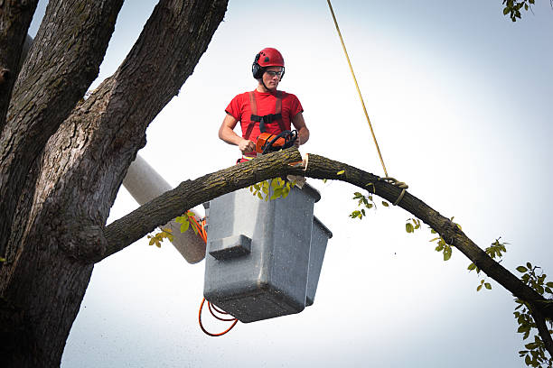 Best Professional Tree Care  in Cape Girardeau, MO